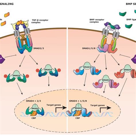 Wnt Signaling Pathway Schematic Representation Of The Wnt Signaling Download Scientific