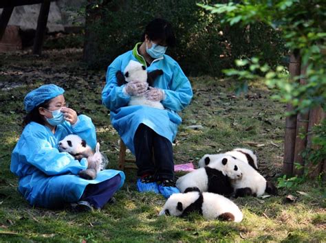 Panda Diplomacy Builds Relationships Fills Coffers