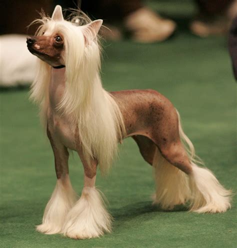 National Dog Show Pictures Of 10 Of The ‘weirdest Breeds You Can See