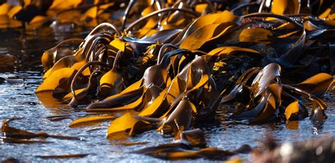 9 Facts About Seaweed You Might Not Know