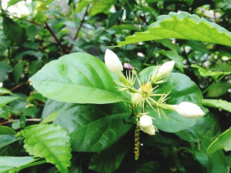 Bunga Melati Putih Ciri Dan Manfaat Flora Di Indonesia Yang Menjadi