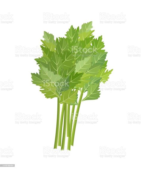 Leaf Green Celery Herb In Beam Vector Illustration On White Background