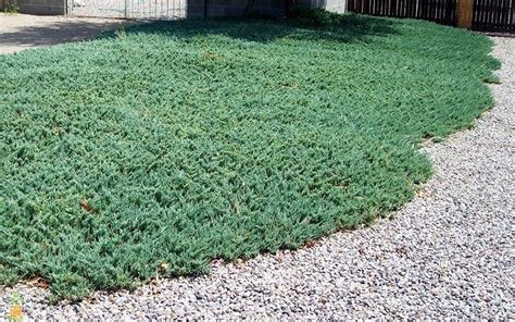 Blue Rug Juniper Is A Low Lying Creeping Juniper Shrub The Growth