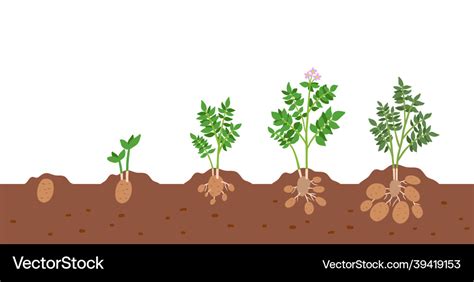 Potato Plant Growth Cycle Stages Of Growing Vector Image