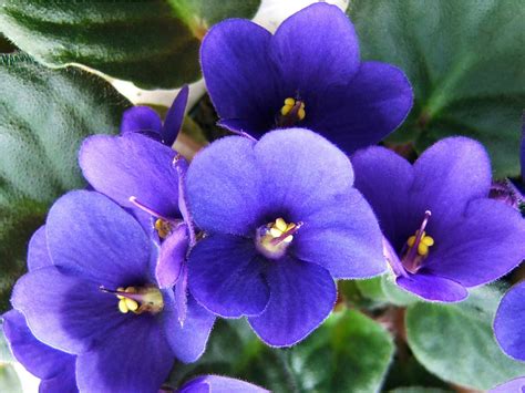 Saintpaulia Ionantha African Violet World Of Flowering Plants