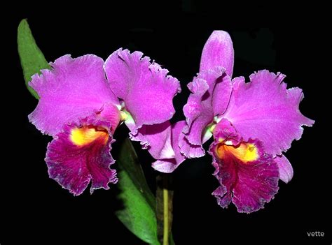 cattleya orchid hybrid by vette redbubble