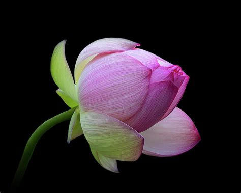 Pink Lotus Bud Photograph By Gary Geddes Fine Art America