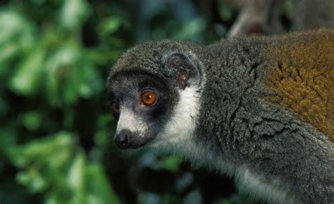 Lemurs Show Monogamy Is More Complex Than We Thought The Good Men Project