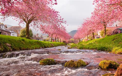 Cherry Blossom Tree Wallpaper 21 2560x1600