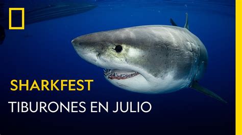 Sharkfest Los Mejores Documentales De Tiburones Sábados Y Domingos