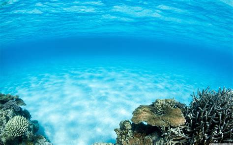 Ultra Hd Underwater Wallpapers Top Free Ultra Hd Underwater