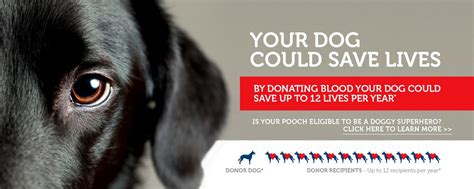 Where Can Dogs Donate Blood
