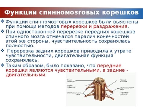 Спинной мозг Презентация к уроку биологии