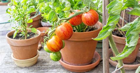 We're now facing the same struggle all over the world with the pandemic. 7 Best Vegetables For Growing In Small Gardens - Gardening Sun