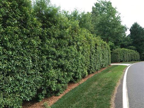 Wax Myrtle Hedge Wax Myrtlehtml