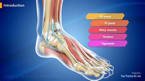 Foot And Ankle Anatomy Video Foot And Ankle