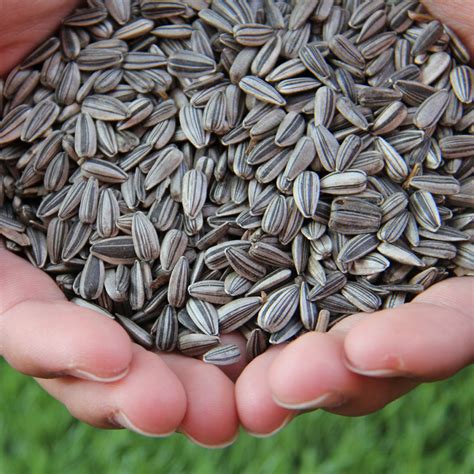 30 Premium Giant Sunflower Seeds Welldales