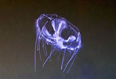 Freshwater Jellyfish LAKE OF THE WOODS IMPROVEMENT ASSOCIATION