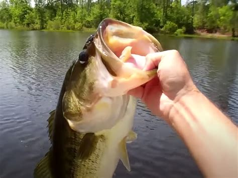 You dont want it so large as to make things like cleaning your pond catching your fishin case of illness or viewing your fish impractical. How to Grow Big Fish in Your Pond - Texas Hunter Products