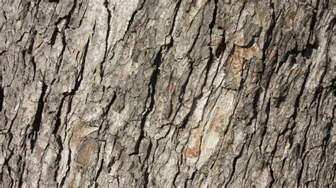 Free Images Nature Branch Wood Texture Trunk