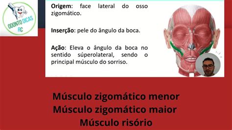 Músculos Da Mímica Facial Zigomático Menor Zigomático Maior E Risório