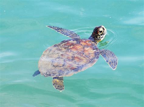 Texas Sea Turtle Nesting Season Gulf Coast Mariner Magazine