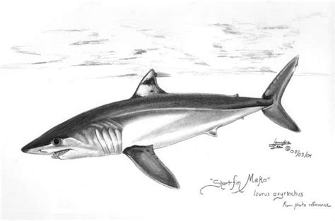 Mako Shark Sketch Shark Mako Shark Shark Tattoos