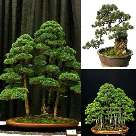 Beautiful Chinese Juniper Bonsai Tree Juniperus
