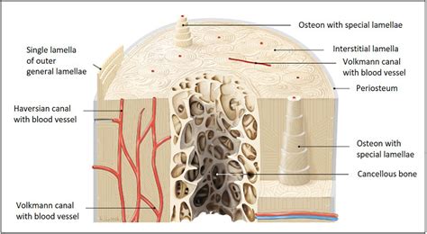 Microscopic Structure Of Compact Bone Bone Matrix