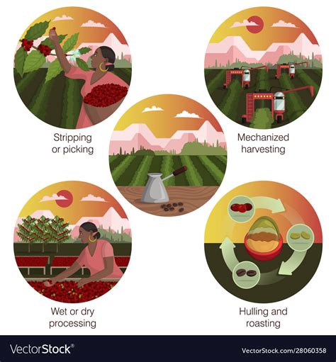 Coffee Manufacturing Process And Production Vector Image