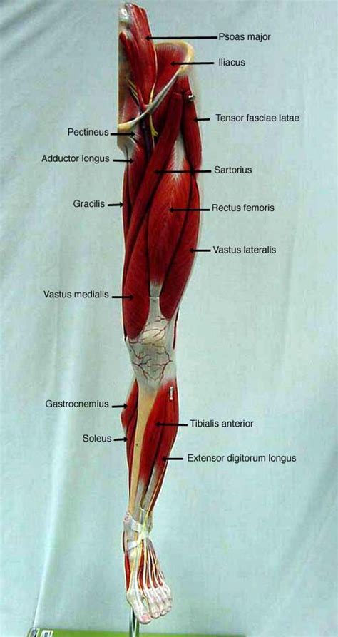 Labeled Muscles Of Lower Leg Yahoo Search Results Human Body