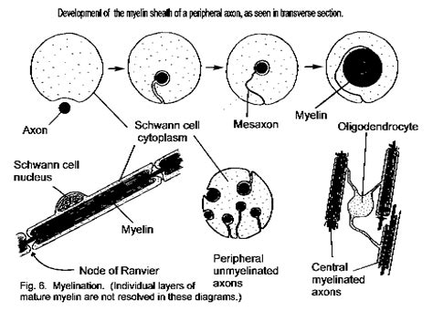 Anatomical Foundations Of Neuroscience