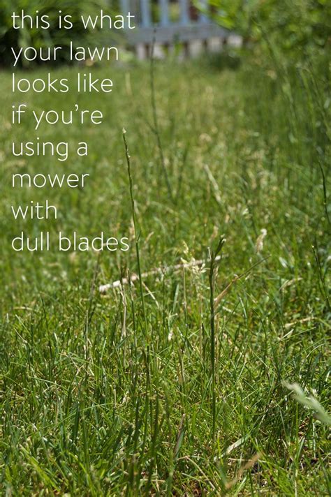 Signs your lawn needs dethatching. DO YOU KNOW HOW TO SHARPEN YOUR PUSH MOWER? | Step by step instructions, When you know