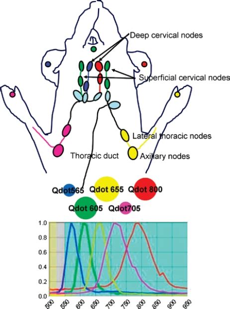 Mouse Lymph Nodes Diagram