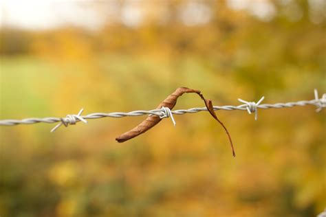 Free Images Nature Branch Fence Barbed Wire Sunlight Leaf