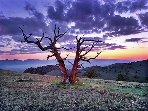 Limber Pine Sunset Photograph By Leland D Howard Pixels