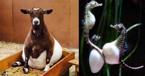 How 21 Animals Look Before Giving Birth New Pics Small Joys