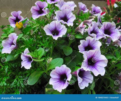 Pretty Bright Closeup Purple Petunia Flowers Blooming In Spring 2020