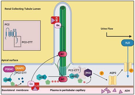 Genes Free Full Text Nephronophthisis Pathobiology And Molecular