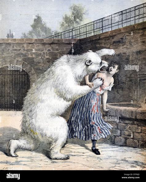 Suicide Woman Attacked By Polar Bear Frankfurt Zoo Germany 1891 Stock