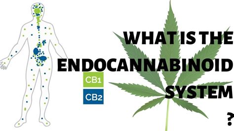 The Endocannabinoid System Explained In Detail Youtube