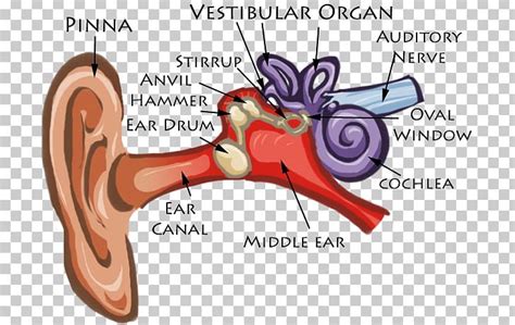 Download ear phones images and photos. Ear Anatomy Diagram Cochlea Eardrum PNG, Clipart, Anatomy ...