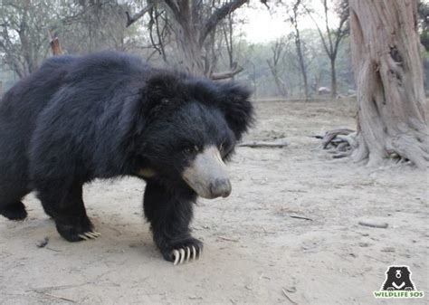 Five Facts About Sloth Bears That Will Surprise You Wildlife Sos