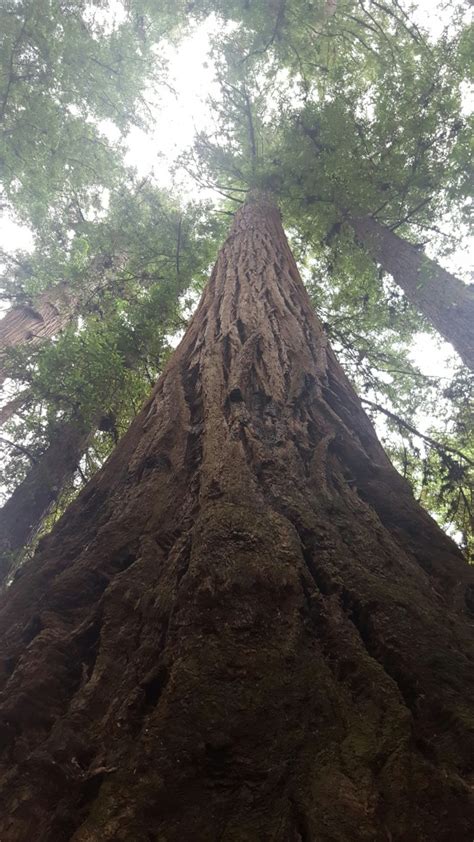 The Beautiful Santa Cruz Redwoods What A Fabulous Day