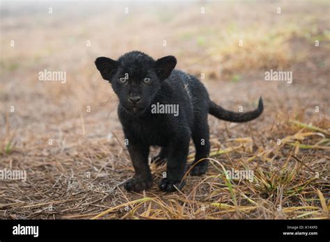Baby Black Jaguar That Was Born At Instituto Onça Pintada Stock Photo