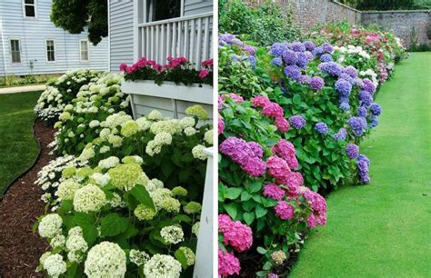 How To Grow Hydrangea From Cuttings