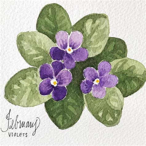 Violets Are Februarys Birth Flower They Symbolize Modesty And