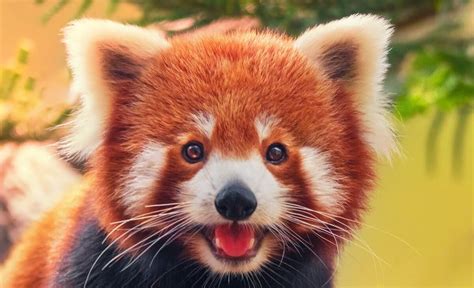 Tierno Panda Rojo Encuentra Una Cámara Escondida Y Se Vuelve Viral En