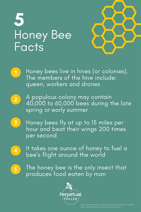 5 Honey Bee Facts Honey Bee Facts Bee Facts Bee