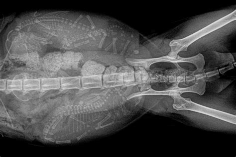 Cat Ultrasound Mri Xray And Radiology Animal Clinic Of Billings